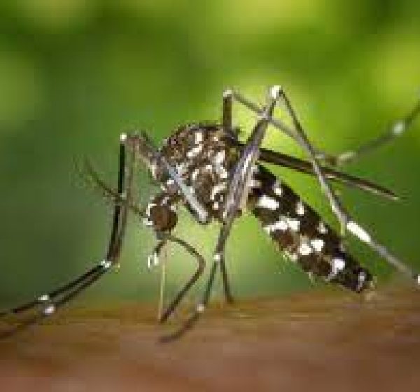 Grupo de risco – Dengue exige maior atenção com as crianças 