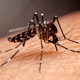 Dengue: controle da epidemia pode ser feito por meio do monitoramento das águas residuais