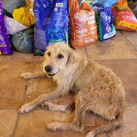 Lançamento da maratona 42K Terra da Luz arrecada mais de três toneladas de ração para animais; inscrições estão abertas