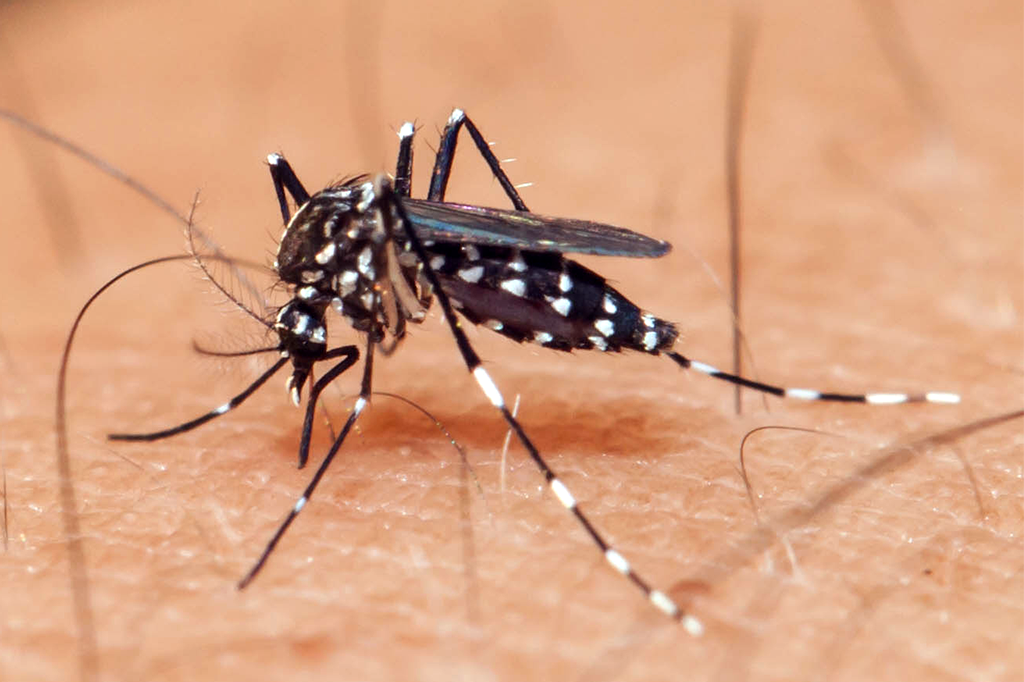 Zika Virus - Evitar contato com pessoas que estão com suspeita de infecção por Zika Vírus, pois um mosquito pode não ter a doença mas pode se infectar ao ter contato com um enfermo.