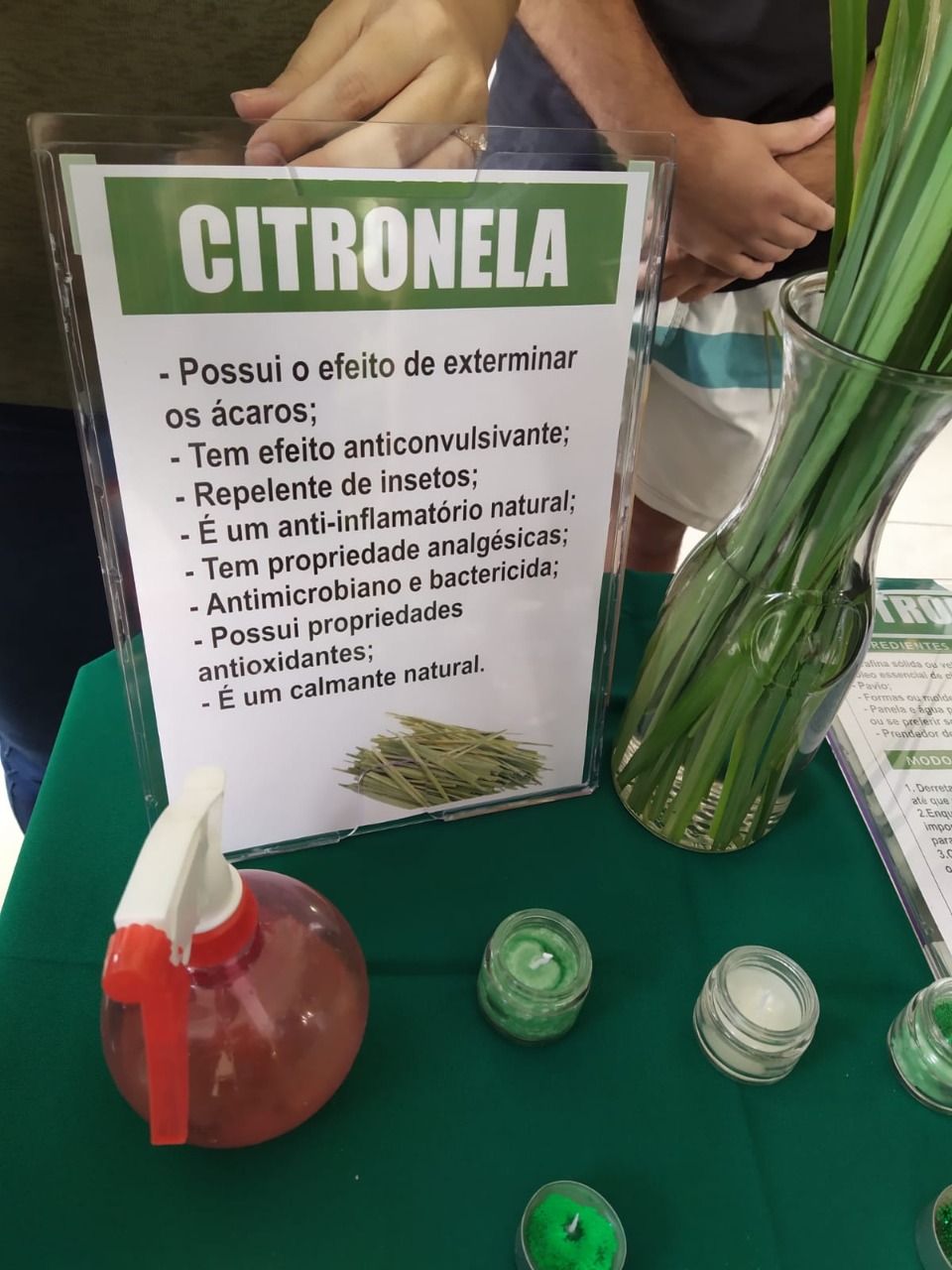 Solução caseira de repelente natural com citronela pode ajudar no combate aos mosquitos. (Foto: Divulgação).